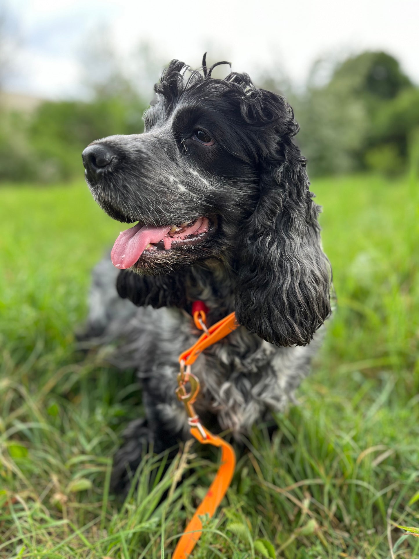 Bergen BIOTHANE collar